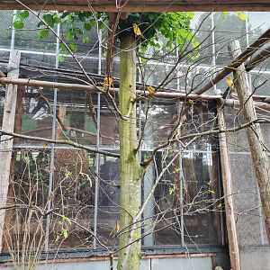 Village weaver and Von Decken's hornbill aviary