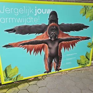 Greater ape signage - "Compare your arm length"