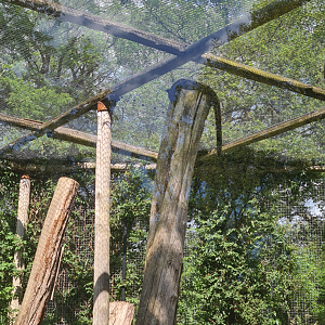 Clouded leopard - If I fits, I sits