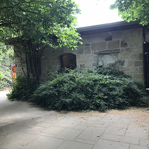 Asiatic lion indoors