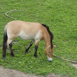 Przewalski's Horse, Northern Trail - Jun. 2021