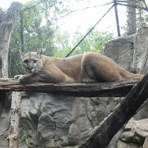 Mountain Lion, Minnesota Trail - Jun. 2021
