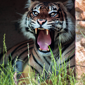 Jun. 2021 - New! Wild Asia - Sumatran Tiger
