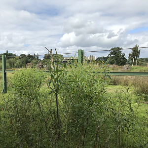 African elephant enclosure