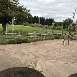 giraffe enclosure 1
