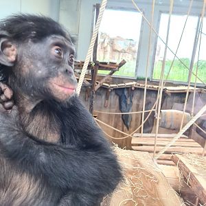 Young bonobo - "Bakari"