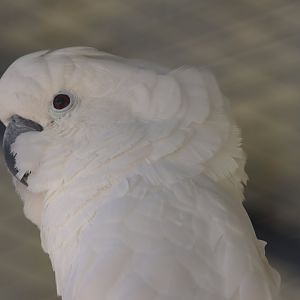 Cacatua ID
