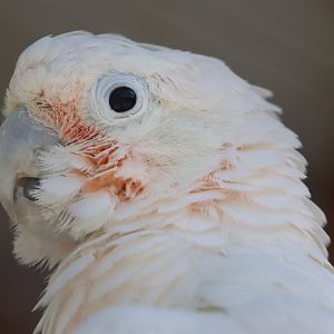 Cacatua ID