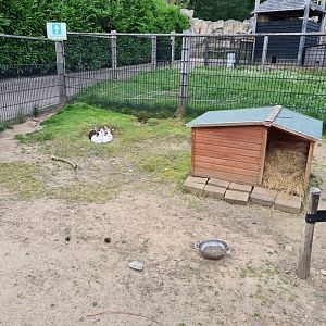 Petting zoo - Rabbits