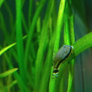 Fish ID? Otocinclus ...