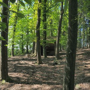 First Domestic reindeer paddock, 2021-05-29