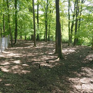 First Domestic reindeer paddock, 2021-05-29