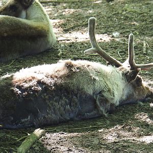 Domestic reindeer (Rangifer tarandus), 2021-05-29