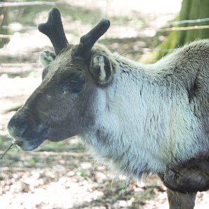 Domestic reindeer (Rangifer tarandus), 2021-05-29