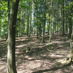 Second Domestic reindeer paddock, 2021-05-29