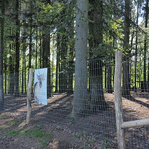 Second Domestic reindeer paddock, 2021-05-29