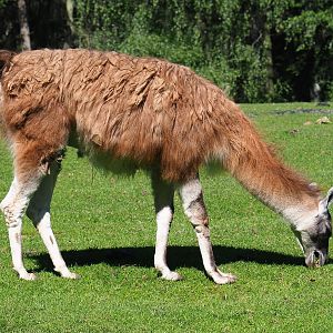 Llama (Lama glama), 2021-05-29