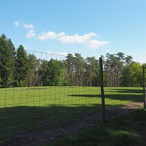 Sika deer, Yak and Llama paddock, 2021-05-29