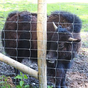 Young Domestic yak (Bos mutus grunniens), 2021-05-29