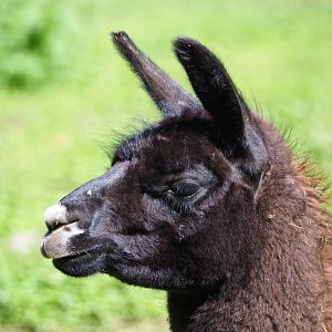 Llama (Lama glama), 2021-05-29