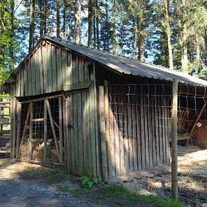 Sika deer, Yak and Llama feeding station, 2021-05-29