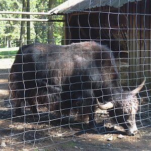 Domestic yak (Bos mutus grunniens), 2021-05-29