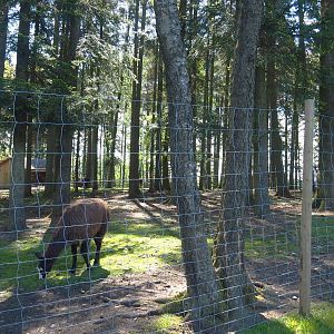 Sika deer, Yak and Llama paddock, 2021-05-29