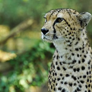 Sudan cheetah (Acinonyx jubatus soemmeringii)