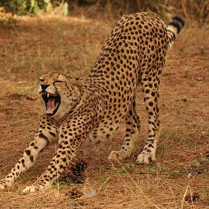 Sudan cheetah (Acinonyx jubatus soemmeringii)