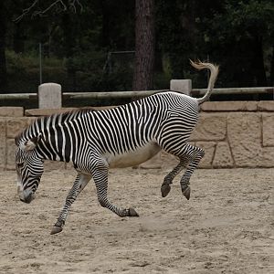 Grevy zebra (Equus grevyi)