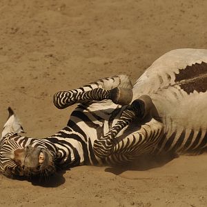 Grevy zebra (Equus grevyi)