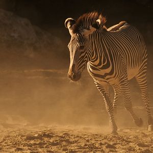 Grevy zebra (Equus grevyi)