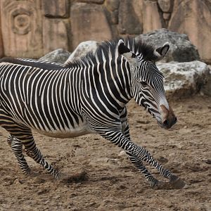 Grevy zebra (Equus grevyi)