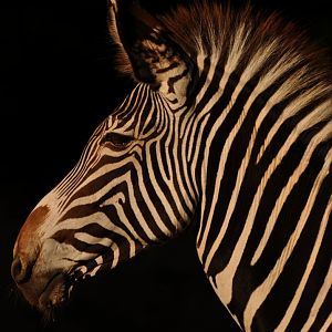 Grevy zebra (Equus grevyi)