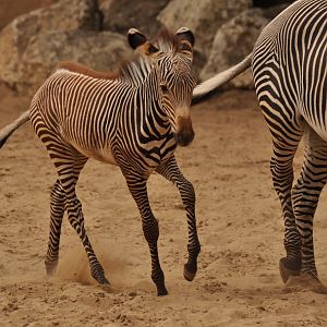 Grevy zebra (Equus grevyi)