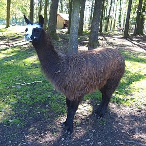 Llama (Lama glama), 2021-05-29