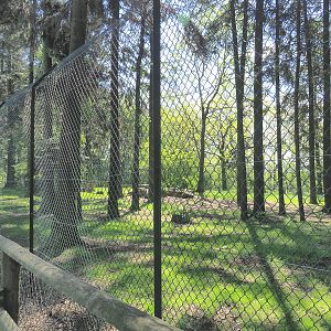 First Mackenzie Valley wolf exhibit, 2021-05-29
