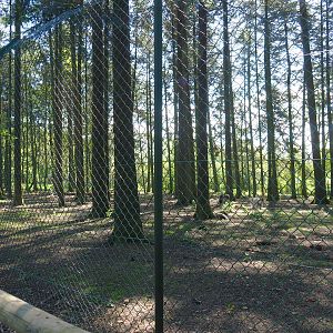 Second Mackenzie Valley wolf exhibit, 2021-05-29