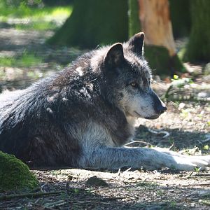 Mackenzie Valley wolf (Canis lupus occidentalis), 2021-05-29