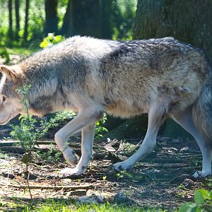 Mackenzie Valley wolf (Canis lupus occidentalis), 2021-05-29