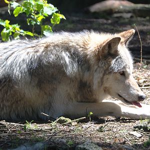 Mackenzie Valley wolf (Canis lupus occidentalis), 2021-05-29