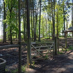 Wisent paddock, 2021-05-29