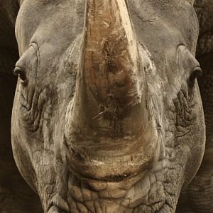 Southern white rhinoceros (Ceratotherium simum simum)