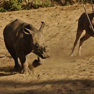 Southern white rhinoceros (Ceratotherium simum simum)