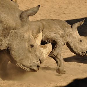 Southern white rhinoceros (Ceratotherium simum simum)