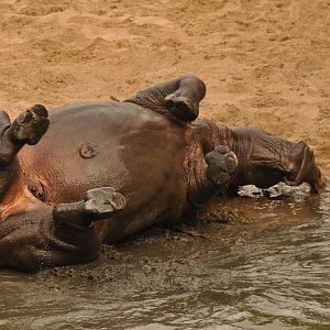 Southern white rhinoceros (Ceratotherium simum simum)