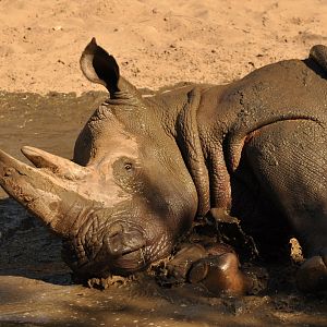 Southern white rhinoceros (Ceratotherium simum simum)