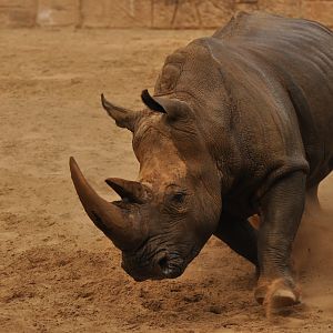 Southern white rhinoceros (Ceratotherium simum simum)