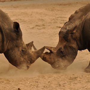 Southern white rhinoceros (Ceratotherium simum simum)
