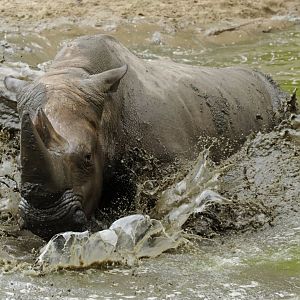 Southern white rhinoceros (Ceratotherium simum simum)